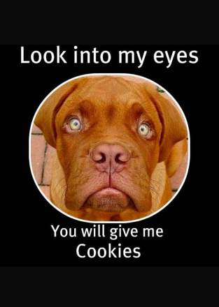 look into my eyes you will give cookies