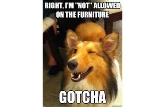 right not allowed on furniture wink