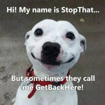 stop that get back here smile dog